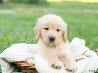 Golden Retriever dogs Roan - Ad 10