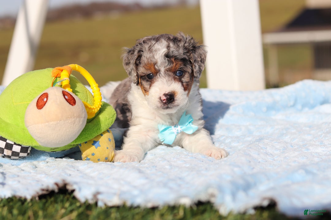 Mini Bernedoodle dogs for sale: Elmo - Ad 6