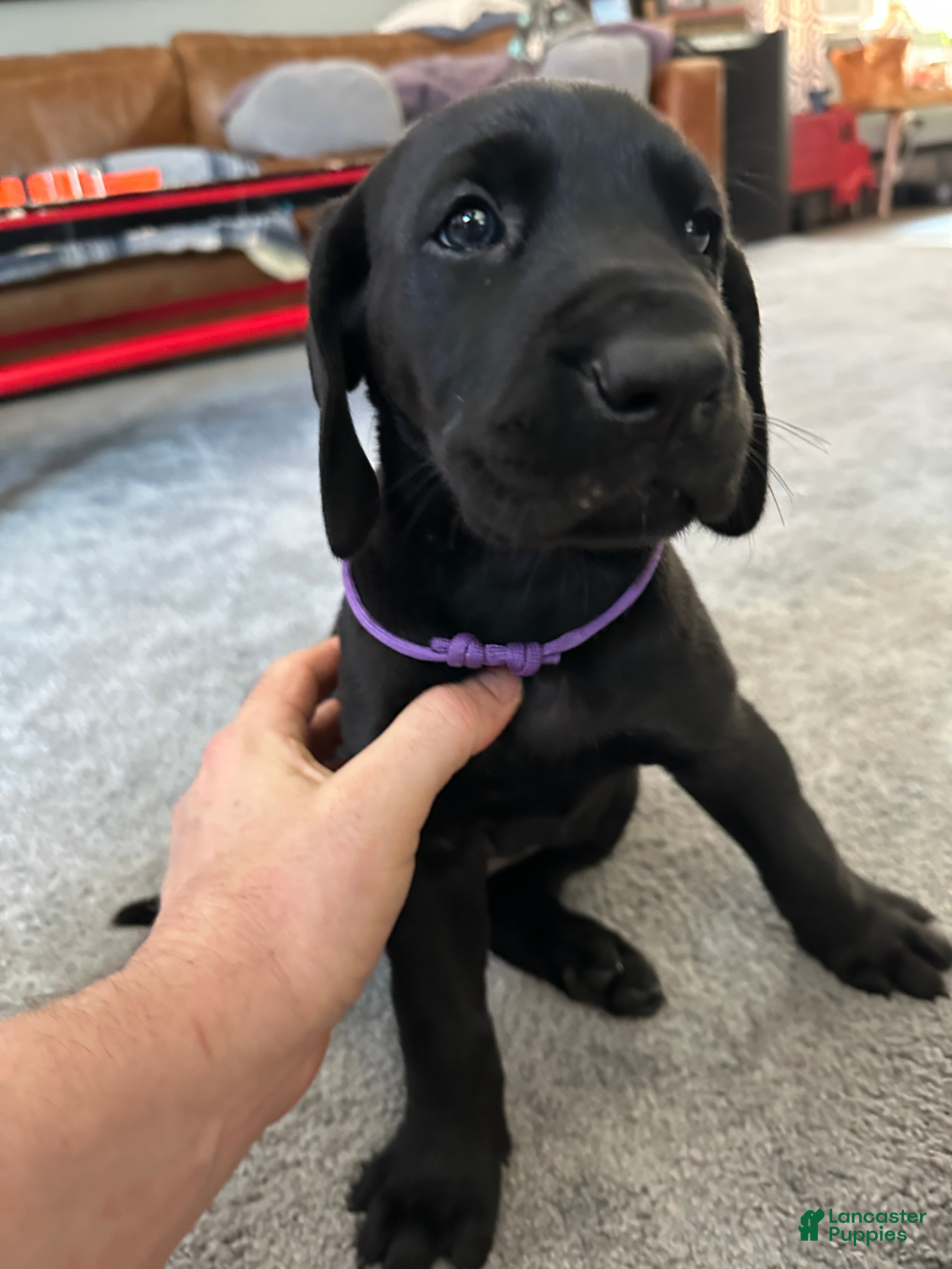 Mixed Breed dogs Purple  - Ad 1