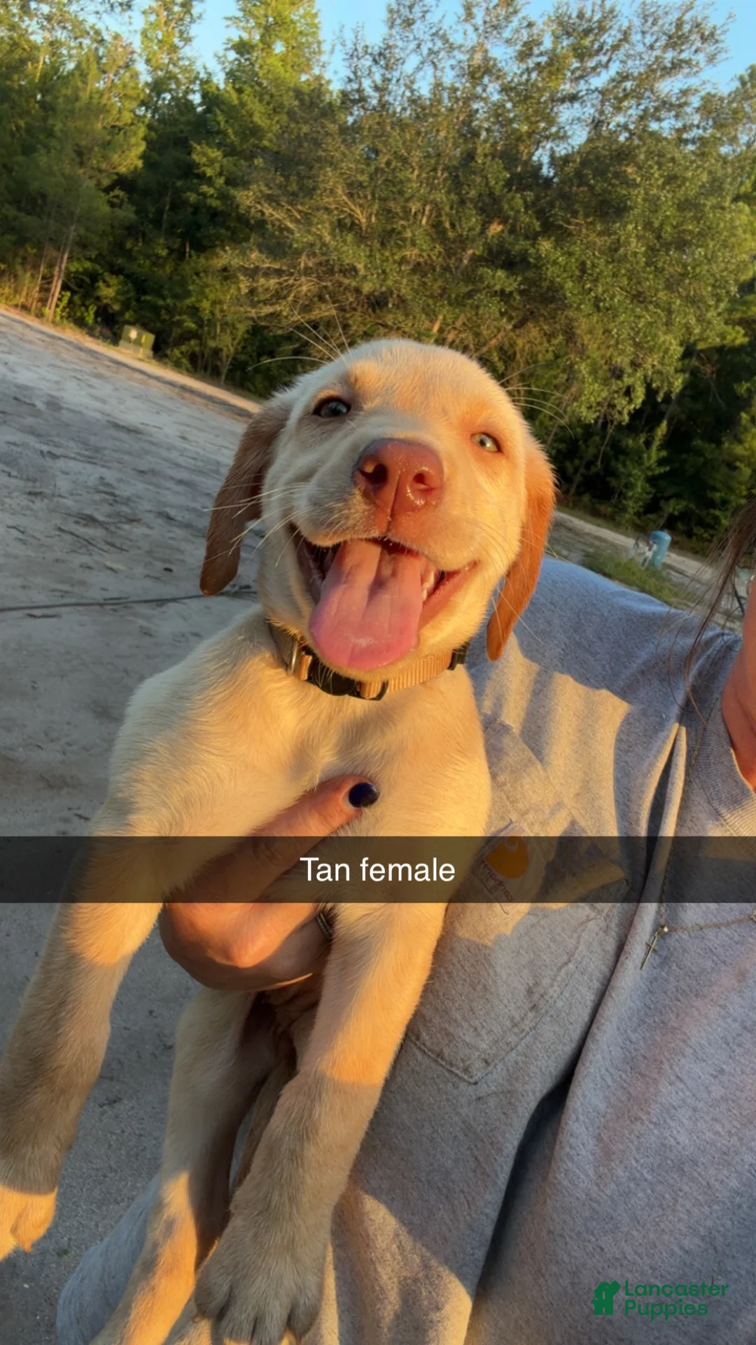 Labrador Retriever dogs for sale: Tan Female - Ad 1