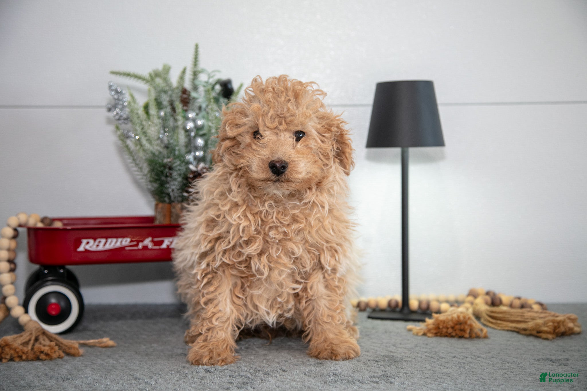 Mini Goldendoodle dogs Maverick - Ad 23