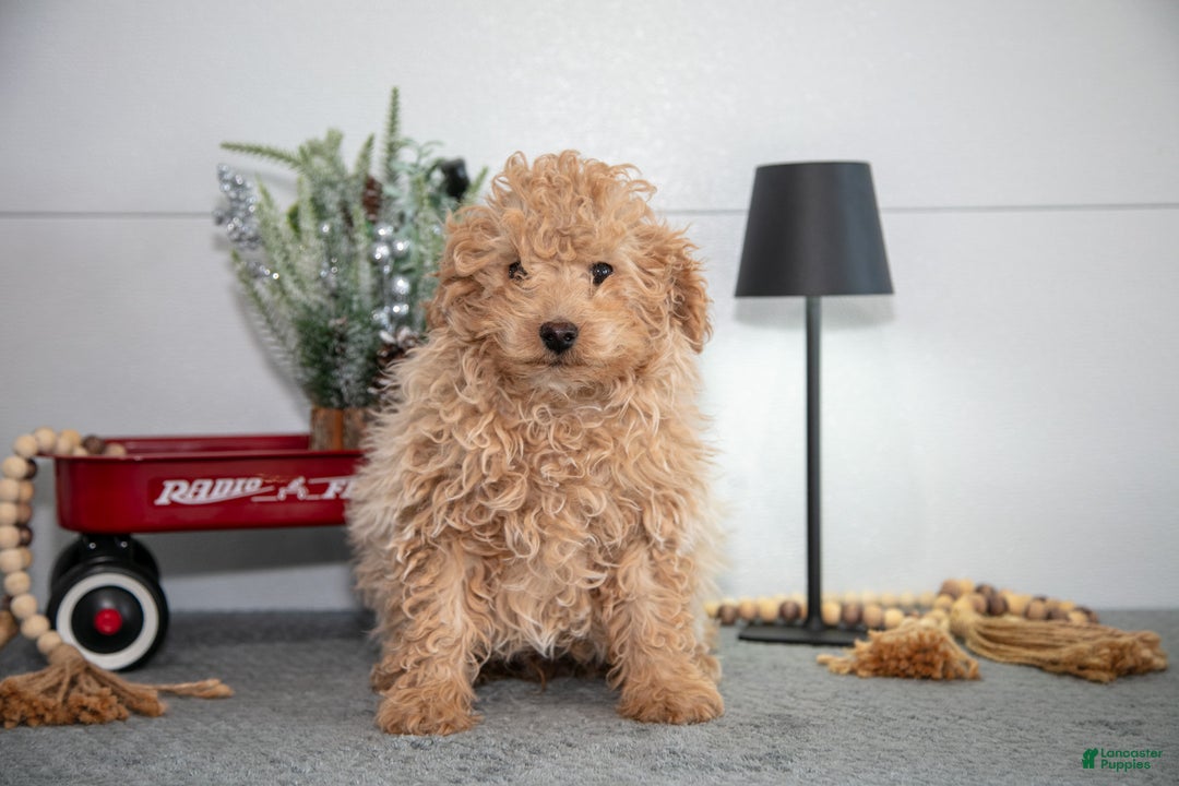 Mini Goldendoodle dogs for sale: Maverick - Ad 1
