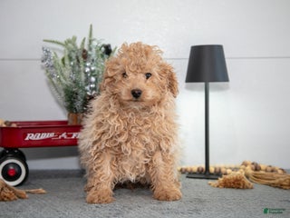 Mini Goldendoodle dogs Maverick - Ad 23