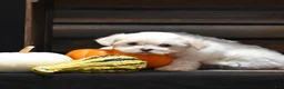 Maltese dogs for sale: Emmy - Ad 3