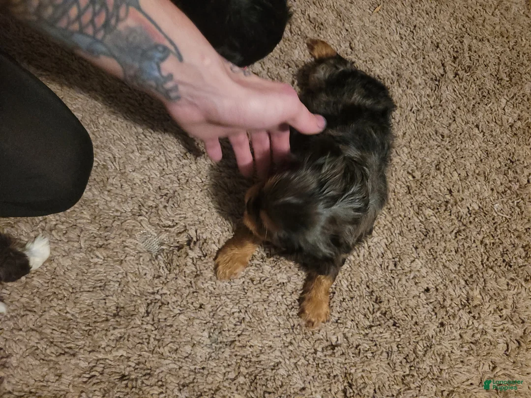 Cavalier King Charles Spaniel dogs for sale: Prince Louis - Ad 2