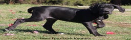 Great Dane dogs for sale: Great Dane Puppy 4 - Ad 2