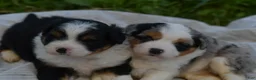 Aussiedoodle dogs for sale: Cherry - Ad 8