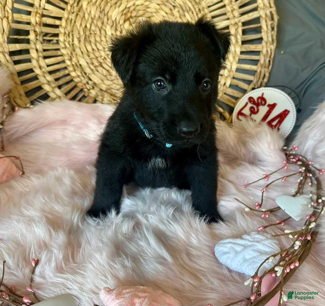 German Shepherd dogs for sale: Clover - Ad 7
