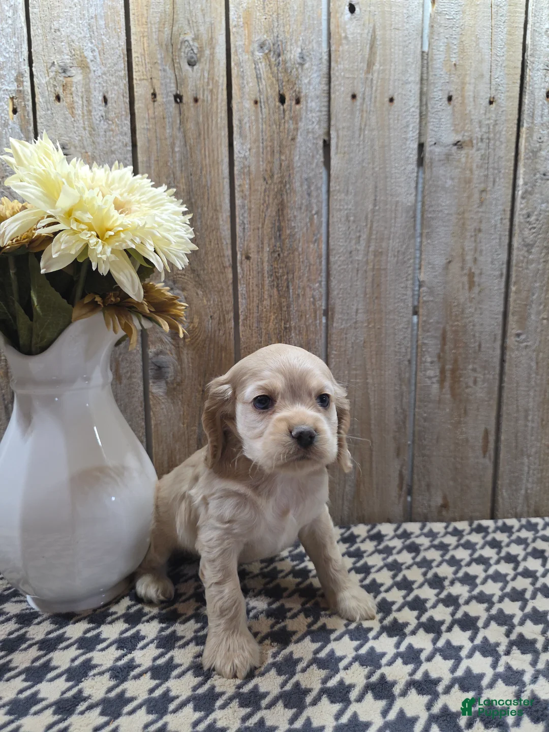 Cocker Spaniel dogs for sale: Sophie - Ad 2