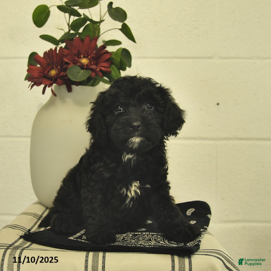 Cavapoo dogs Callie  - Ad 35