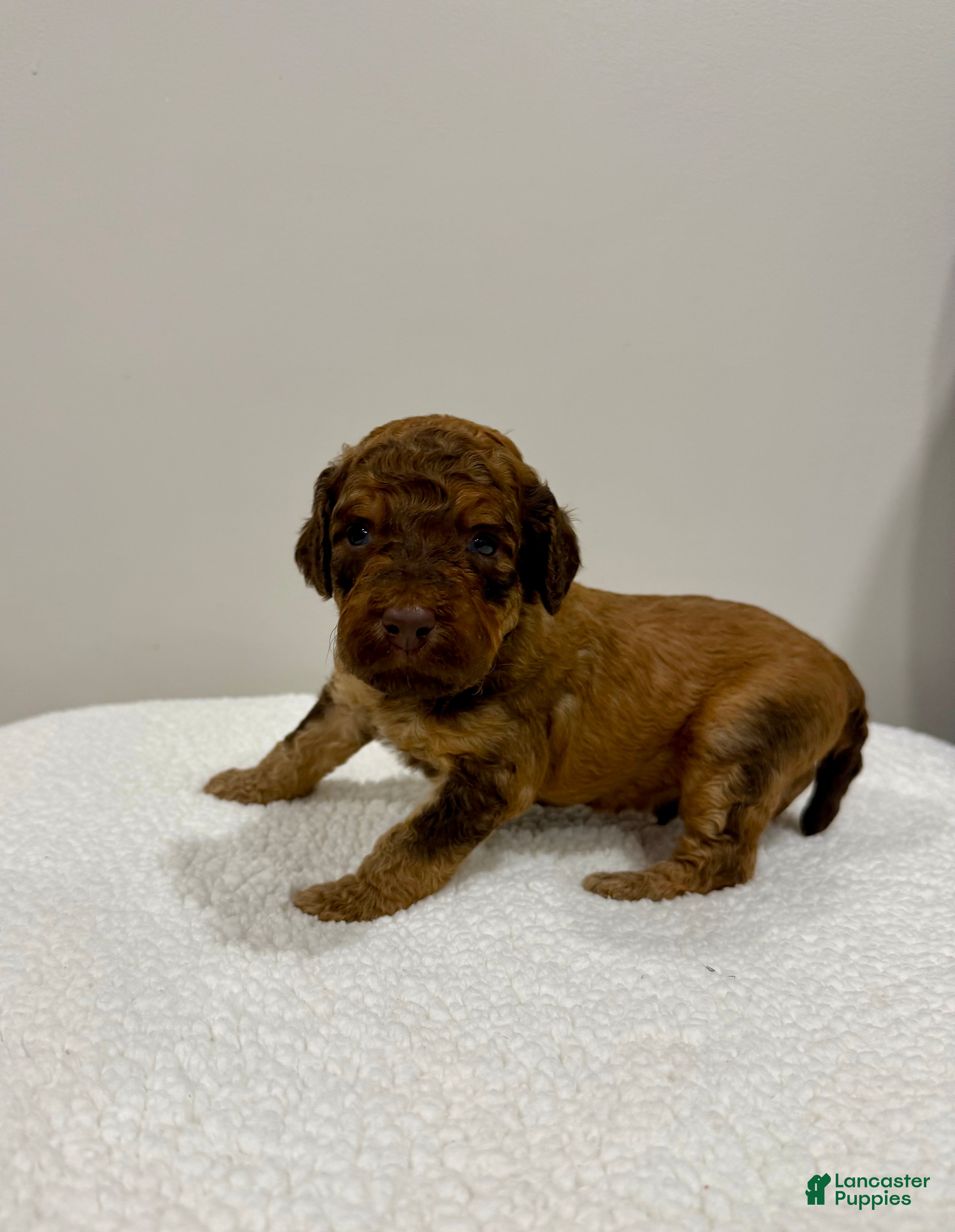 Standard Poodle dogs for sale: Black Collar - Ad 1