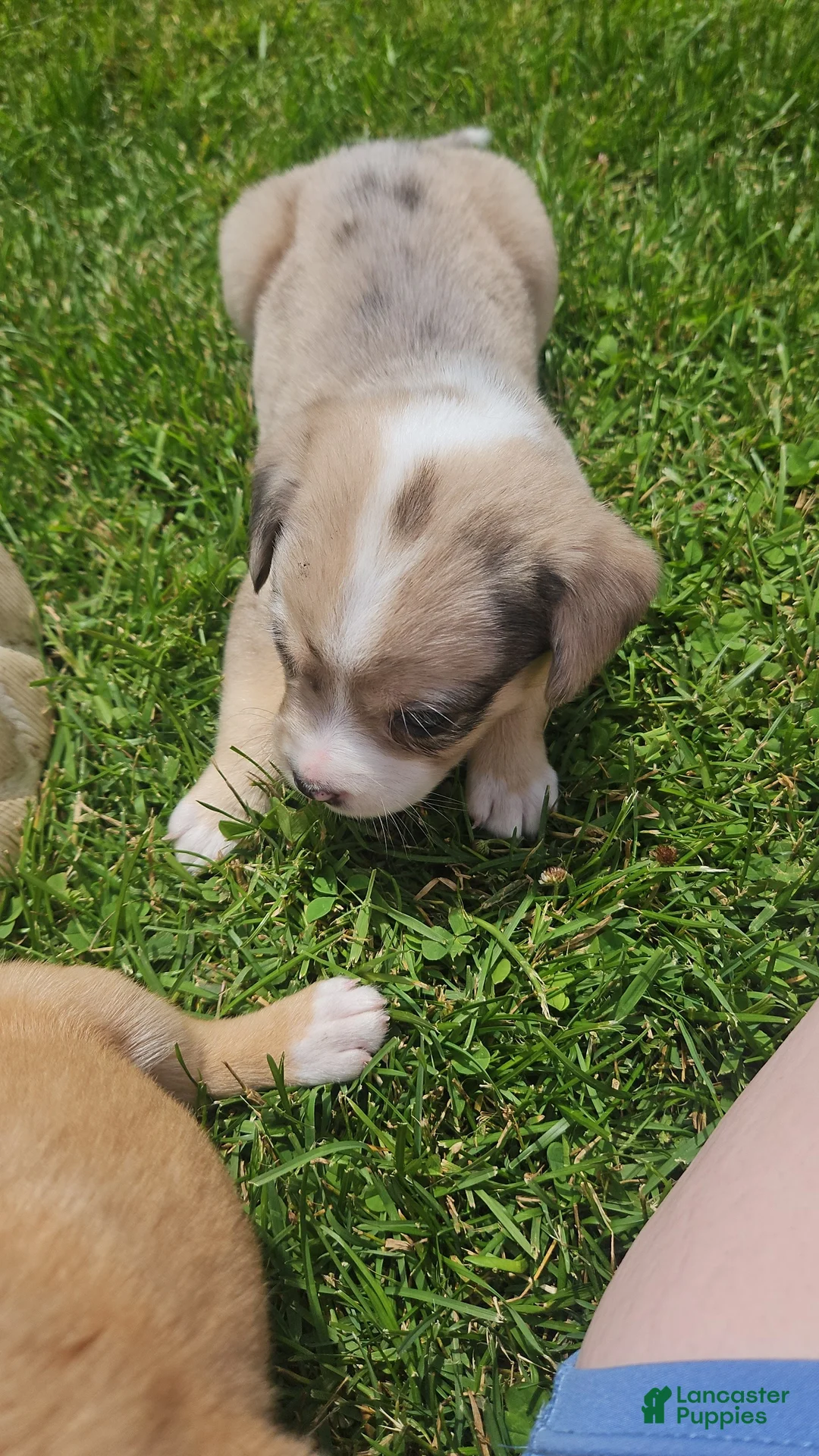 Mixed Breed dogs for sale: Eva - Ad 2