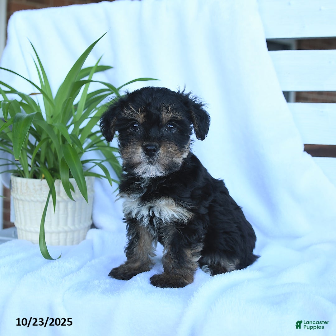 Yorkiepoo dogs for sale: Pepper - Ad 8