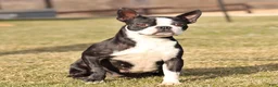 Boston Terrier dogs for sale: Jana - Ad 6