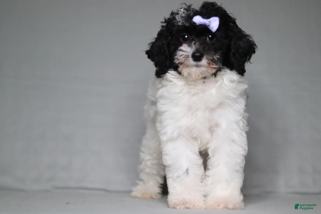 Mixed Breed dogs for sale: Paisley  - Ad 1