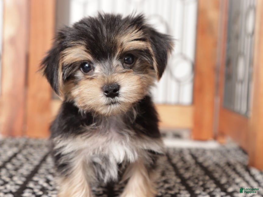 Morkie dogs Ollie - Ad 5
