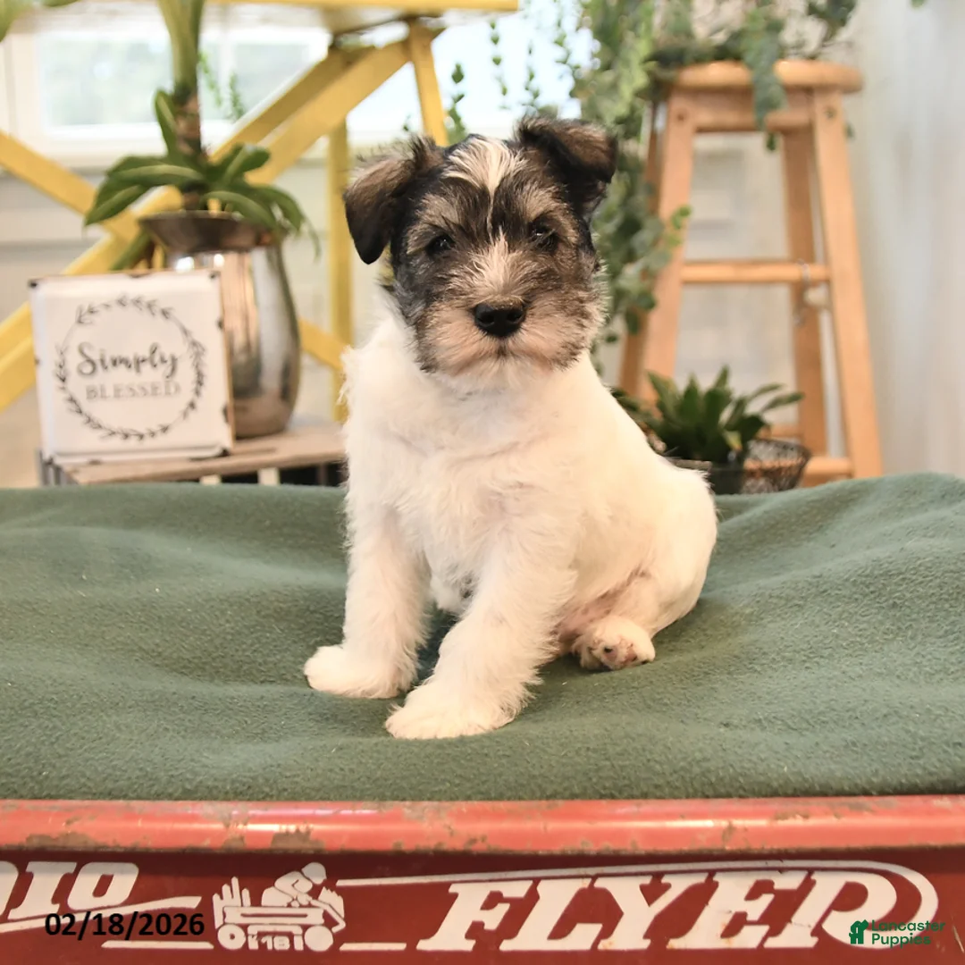 Miniature Schnauzer dogs for sale: Baron - Ad 1