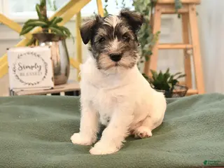 Miniature Schnauzer dogs for sale: Baron - Ad 1