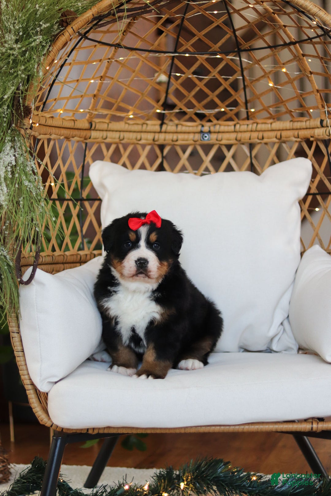 Bernese Mountain Dog dogs for sale: Princess Star - Ad 17
