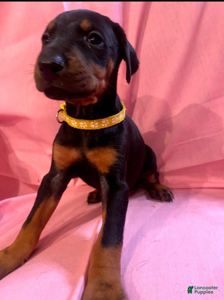 Doberman Pinscher dogs Juliet  - Ad 36