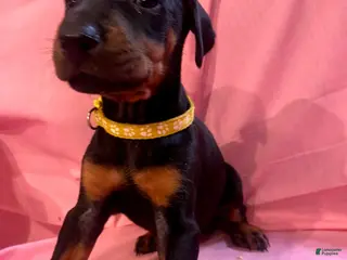 Doberman Pinscher dogs Juliet - Ad 36