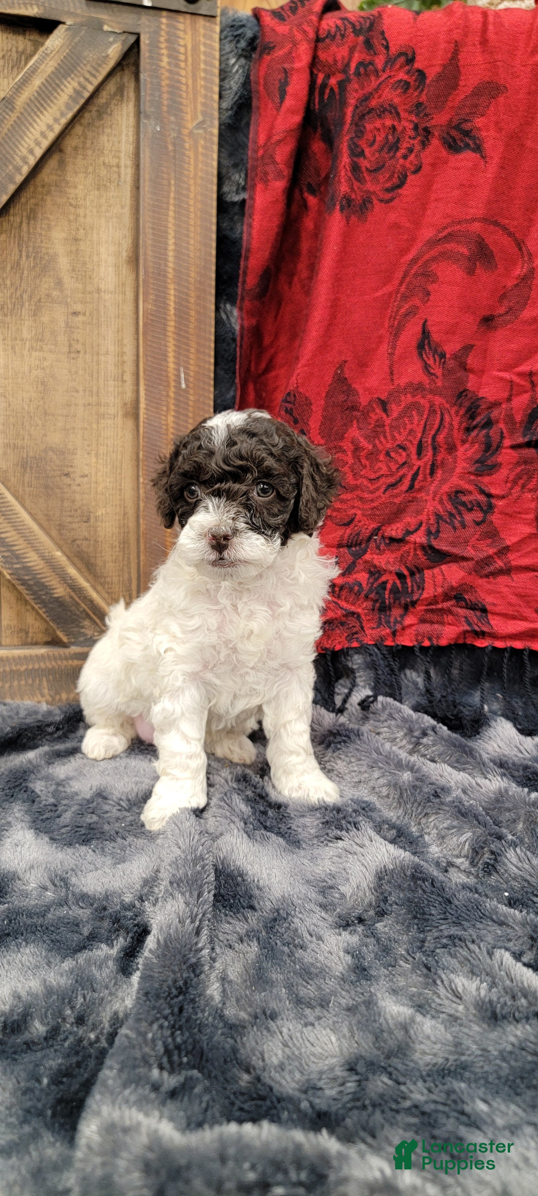 Cockapoo dogs Sally - Ad 2