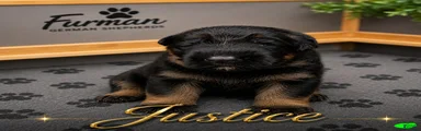 German Shepherd 2