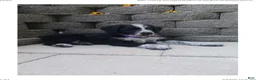 Mixed Breed dogs for sale: Millie - Ad 3