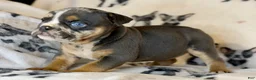 English Bulldog dogs for sale: Versace - Ad 60