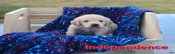 Golden Retriever dogs for sale: Golden Retriever 1 - Ad 2