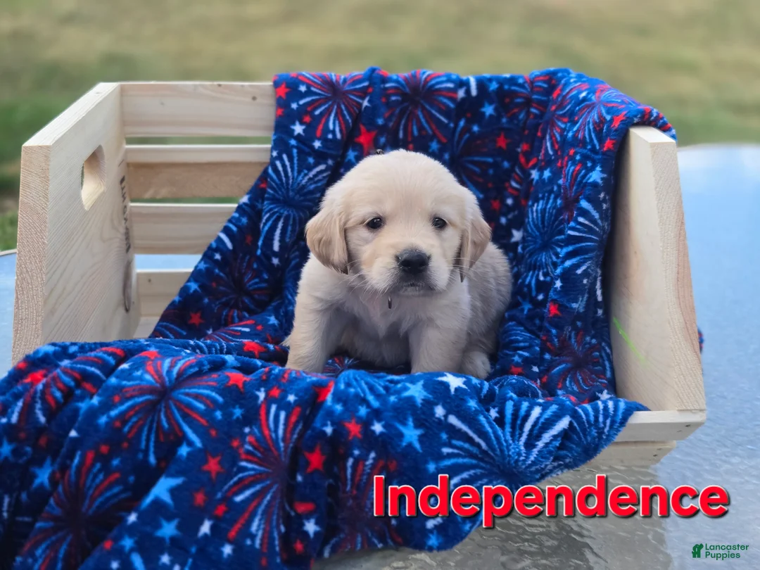 Golden Retriever dogs for sale: Golden Retriever 1 - Ad 2