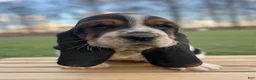 Basset Hound dogs for sale: Adelaide - Ad 10
