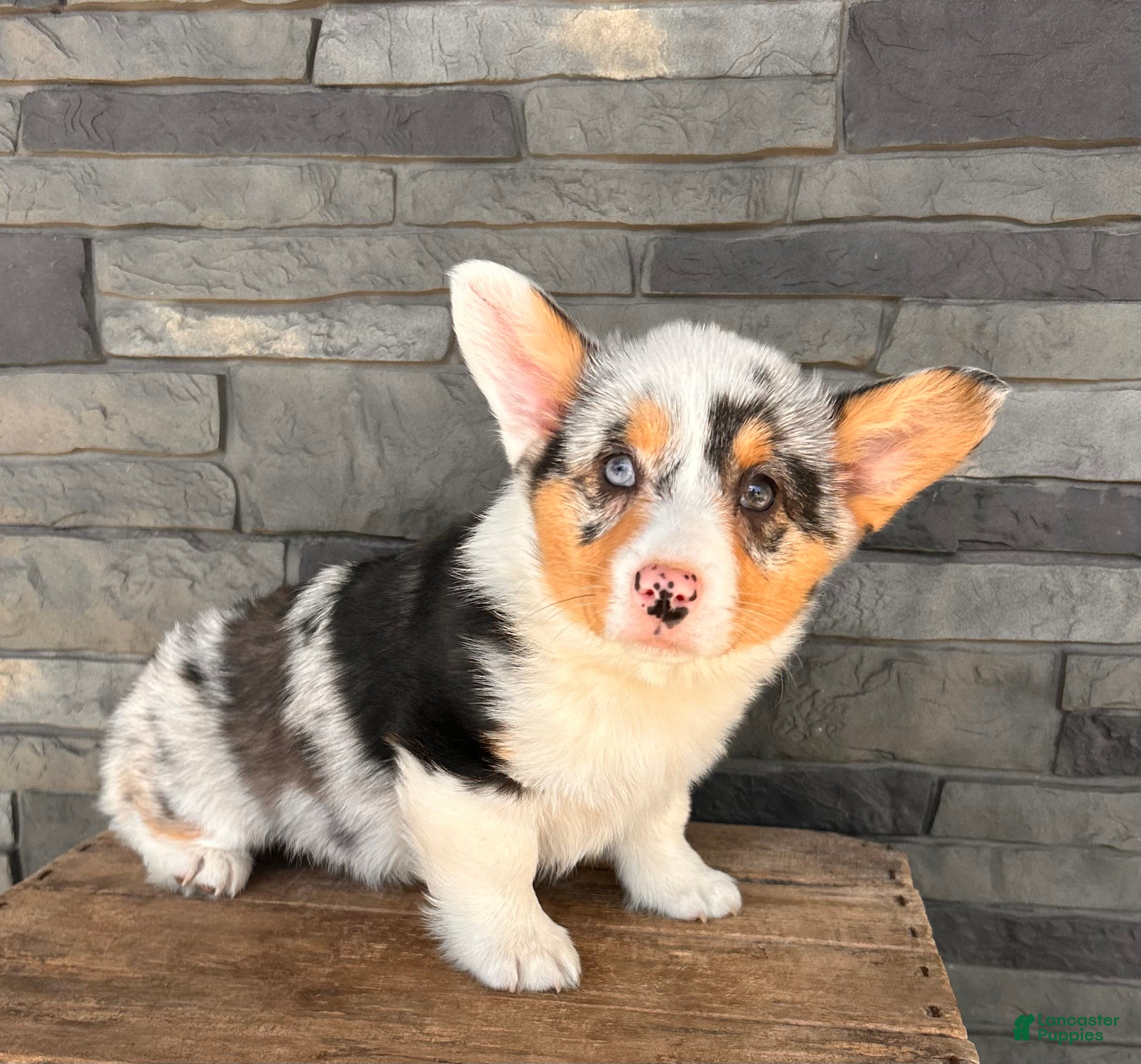 Welsh Corgi Pembroke dogs Daphne - Ad 1