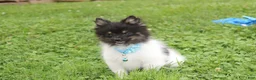 Pomeranian dogs for sale: Ziggy - Ad 3