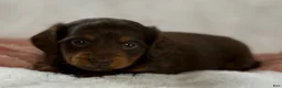 Miniature Dachshund dogs for sale: Gina - Ad 1