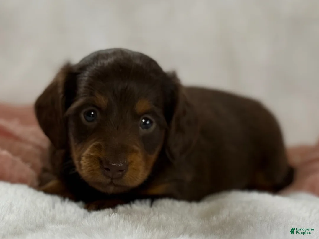 Miniature Dachshund dogs for sale: Gina - Ad 1
