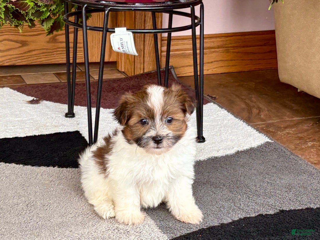 Havanese dogs for sale: Male 1 - Ad 5