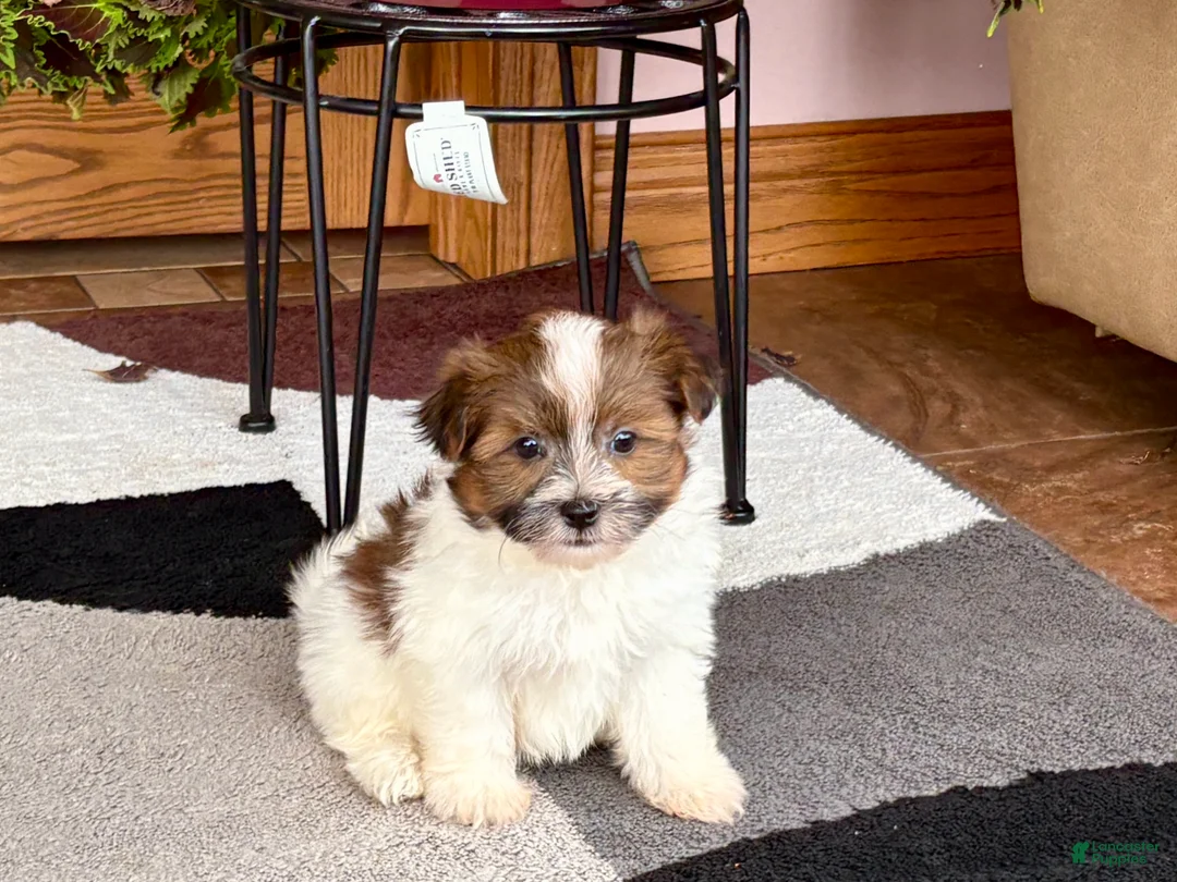 Havanese dogs for sale: Male 1 - Ad 5
