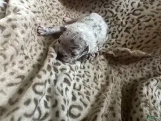 Mixed Breed dogs Perle - Ad 33