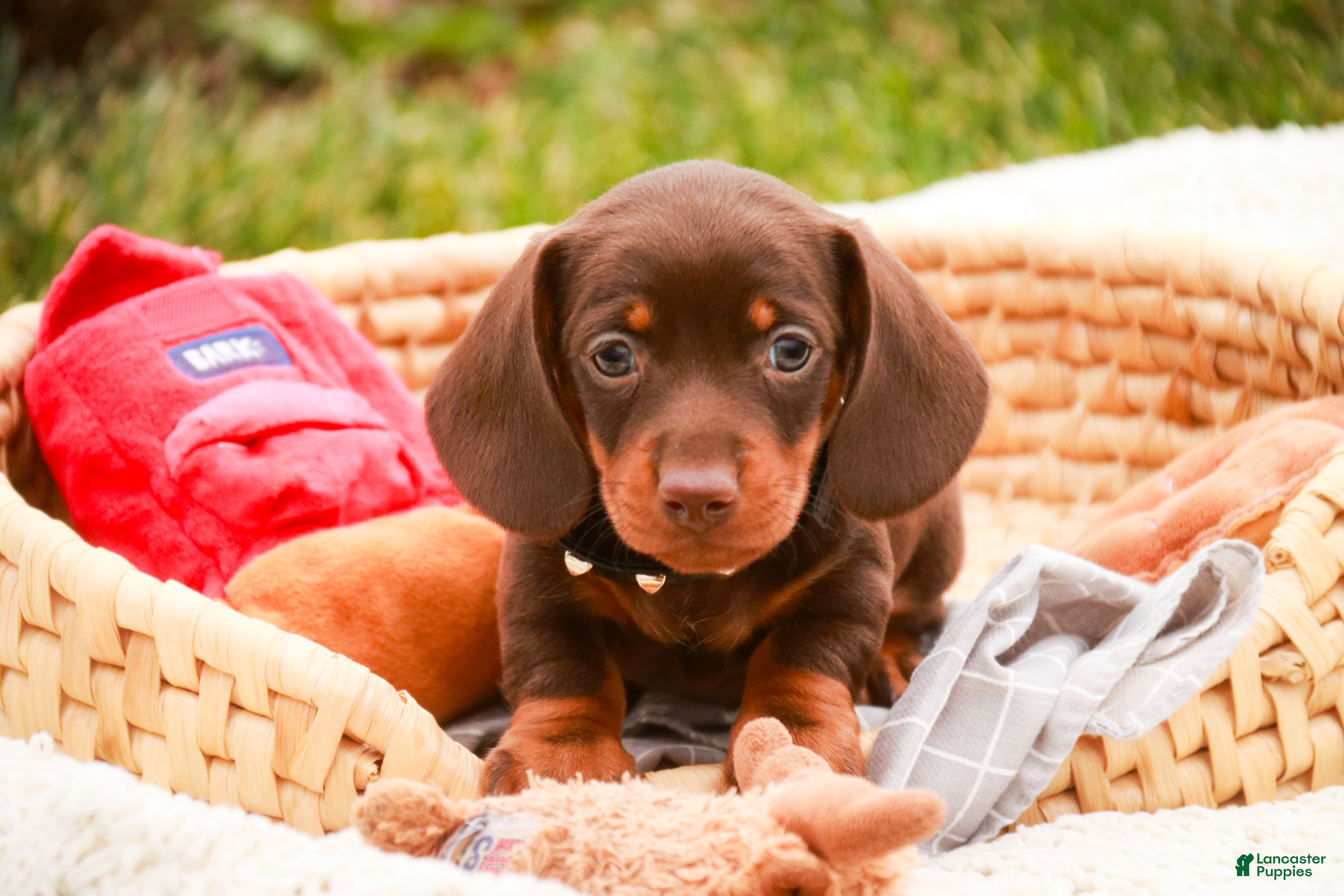 Miniature Dachshund dogs Barney - Ad 4