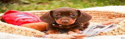 Miniature Dachshund dogs for sale: Barney - Ad 1