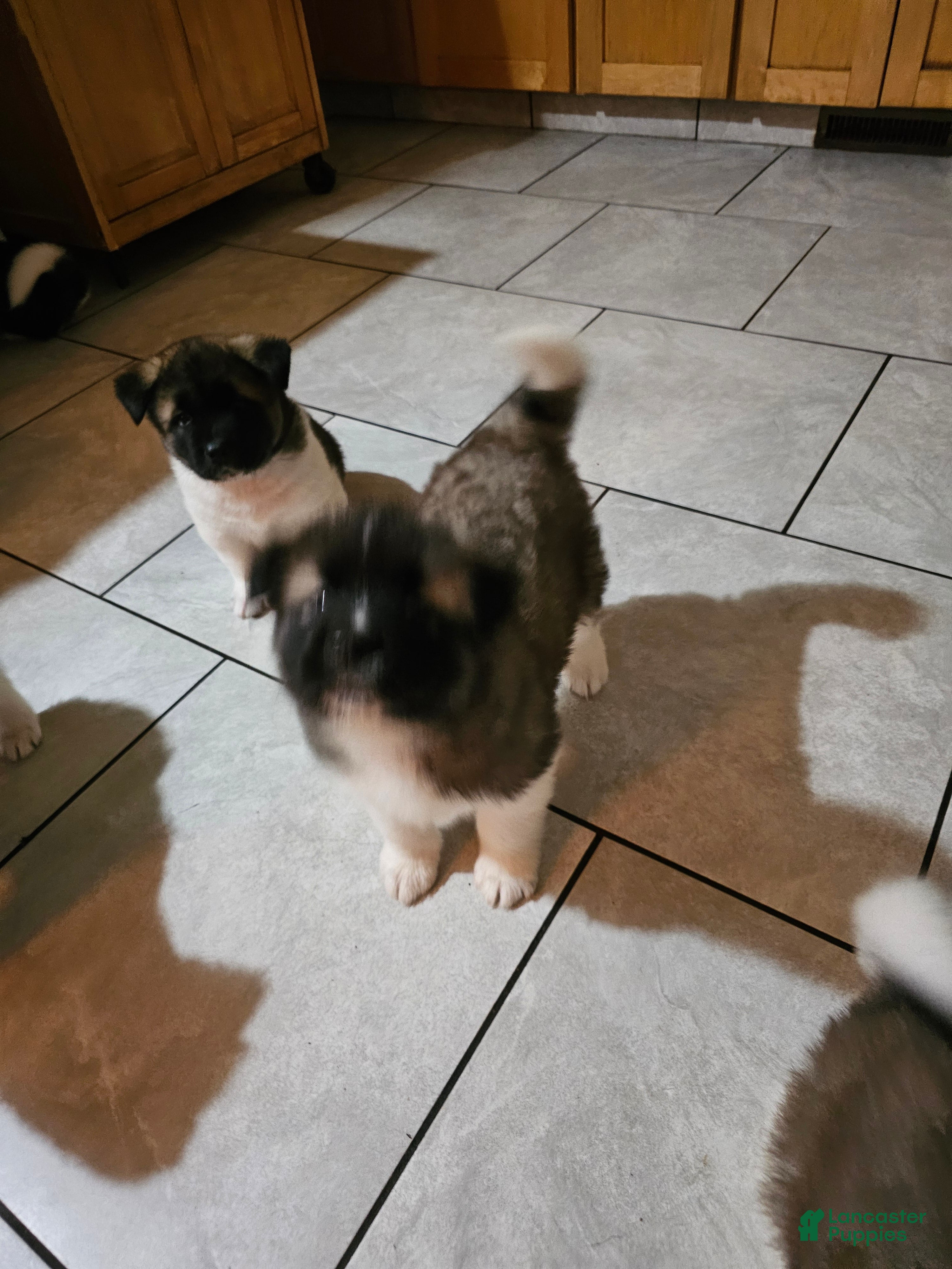 Akita dogs Odin - Ad 15