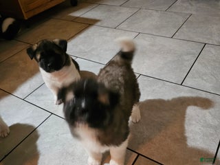 Akita dogs Odin - Ad 15