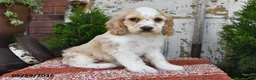 Cocker Spaniel dogs for sale: Isaac - Ad 5