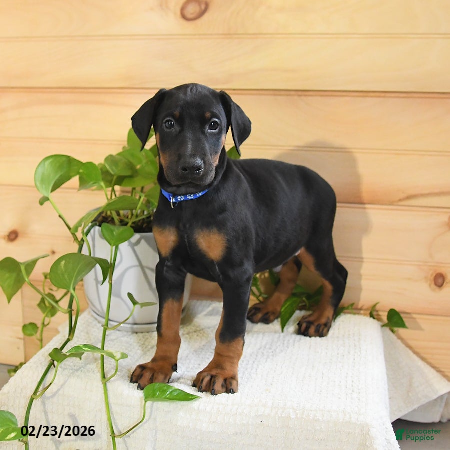 Doberman Pinscher dogs Apollo - Ad 2