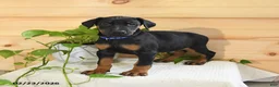 Doberman Pinscher dogs for sale: Apollo - Ad 2