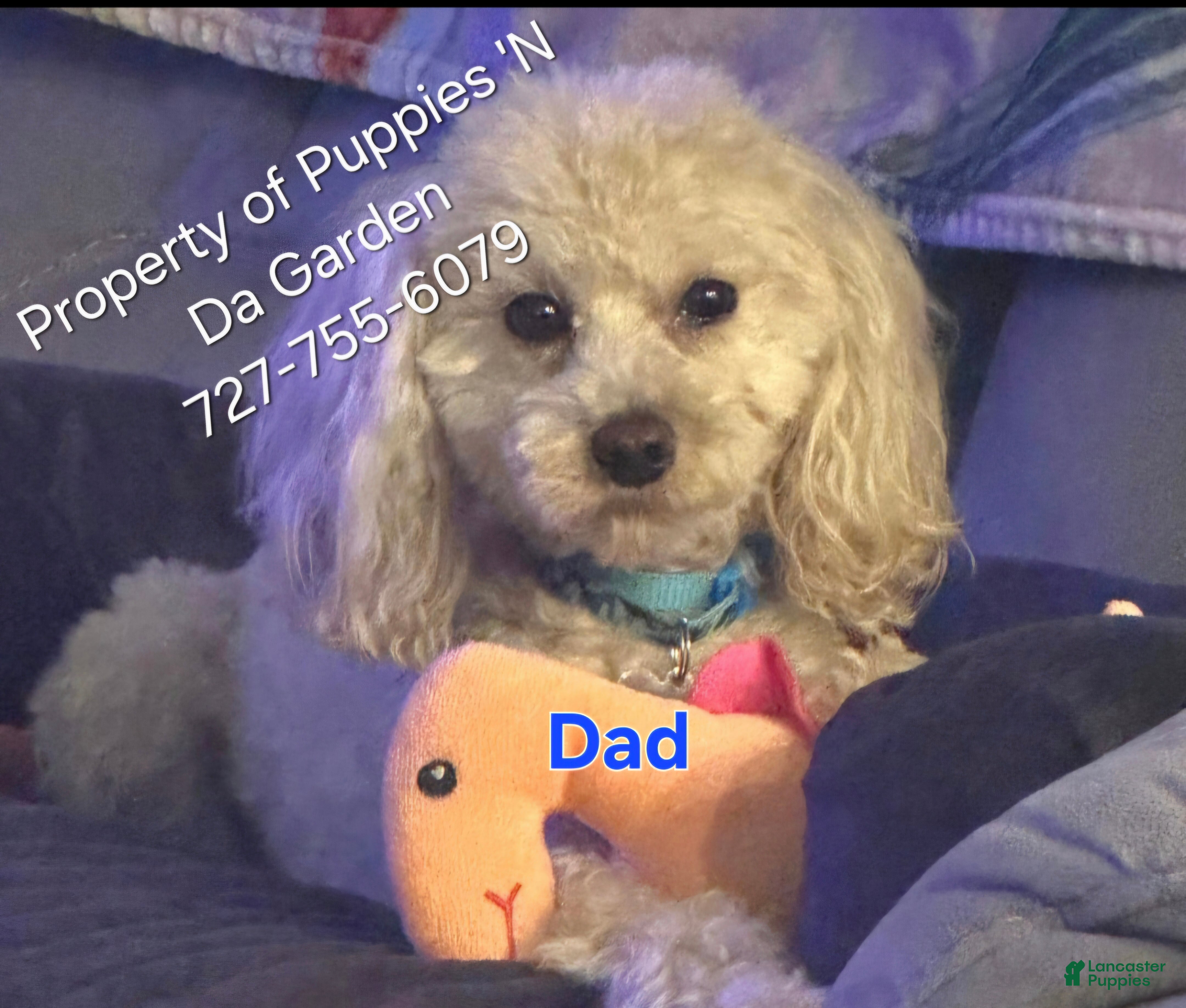Mini Goldendoodle dogs Mini Goldendoodle 1 - Ad 20