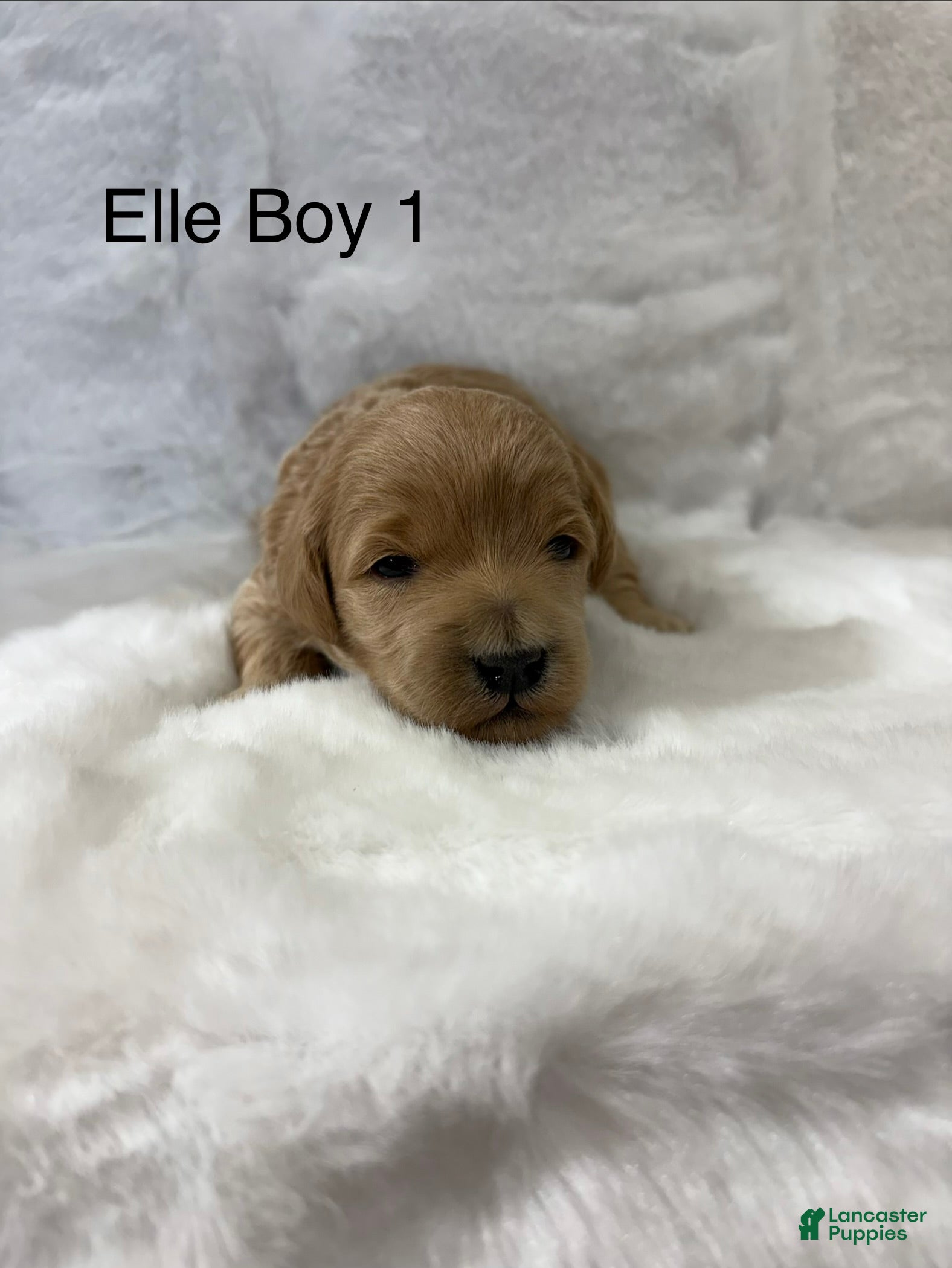 Mini Goldendoodle dogs Elle Boy 1 - Ad 22