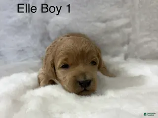 Mini Goldendoodle dogs Elle Boy 1 - Ad 22