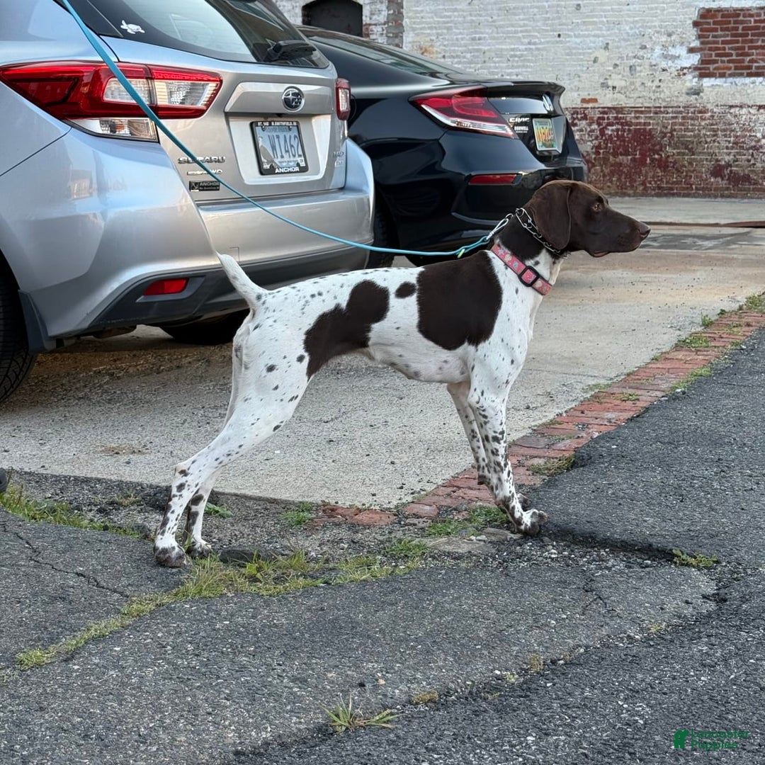 Gallery Image {{count}}